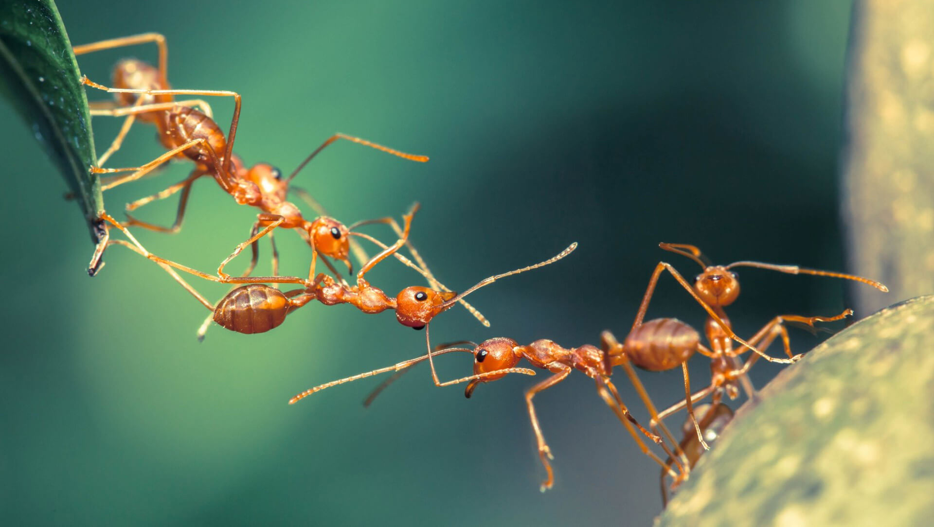 bridging ants
