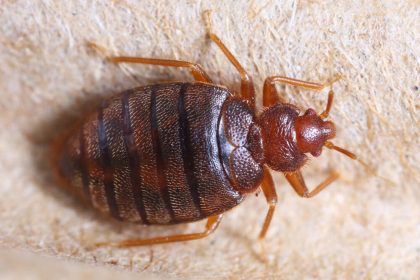 Closeup of bedbug from above
