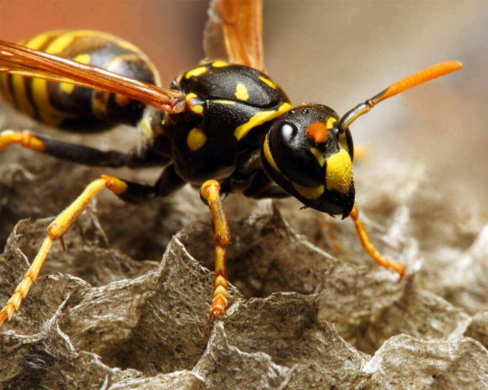 Close up of a hornet