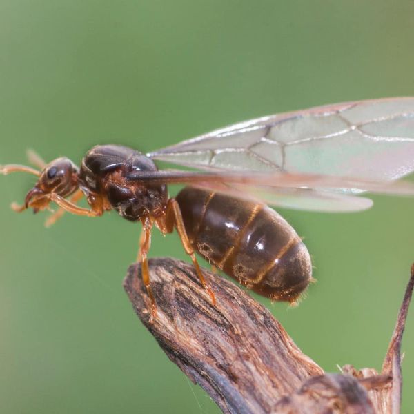 Flying Ant