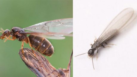 Swarming Termite vs Flying Ant identification