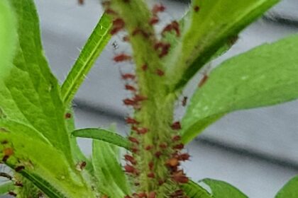 aphids on blackeyed susan plant