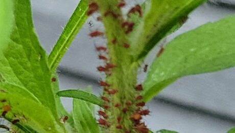 aphids on blackeyed susan plant